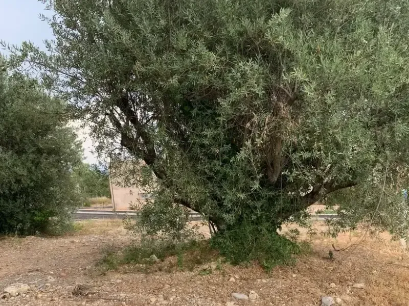 Photo Terrain à Manosque au prix de 123 000€