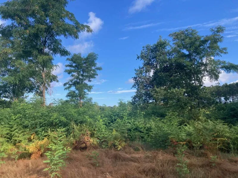 Photo Terrain à Salles au prix de 210 000€