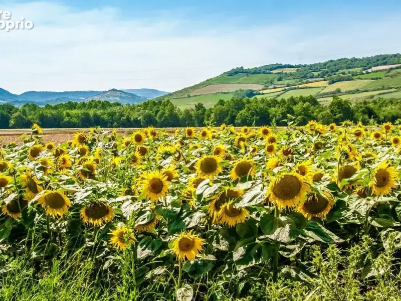 Photo Terrain à Saint-Jean-D'avelanne au prix de 62 000€