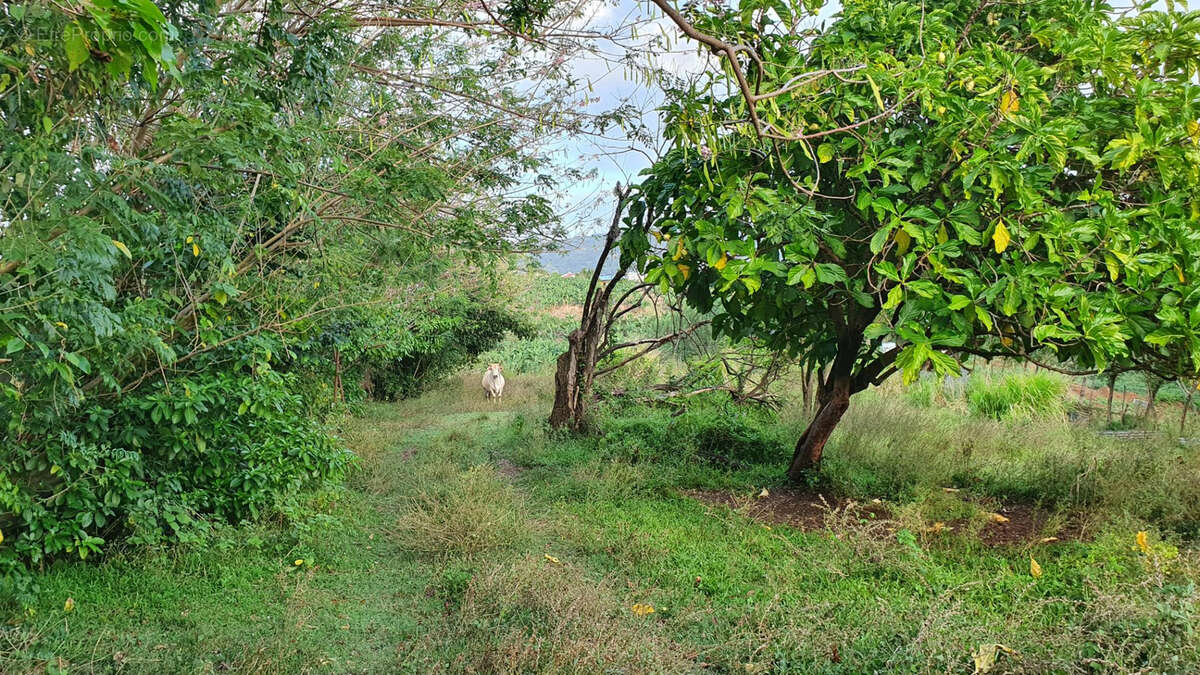 Terrain à LE LAMENTIN