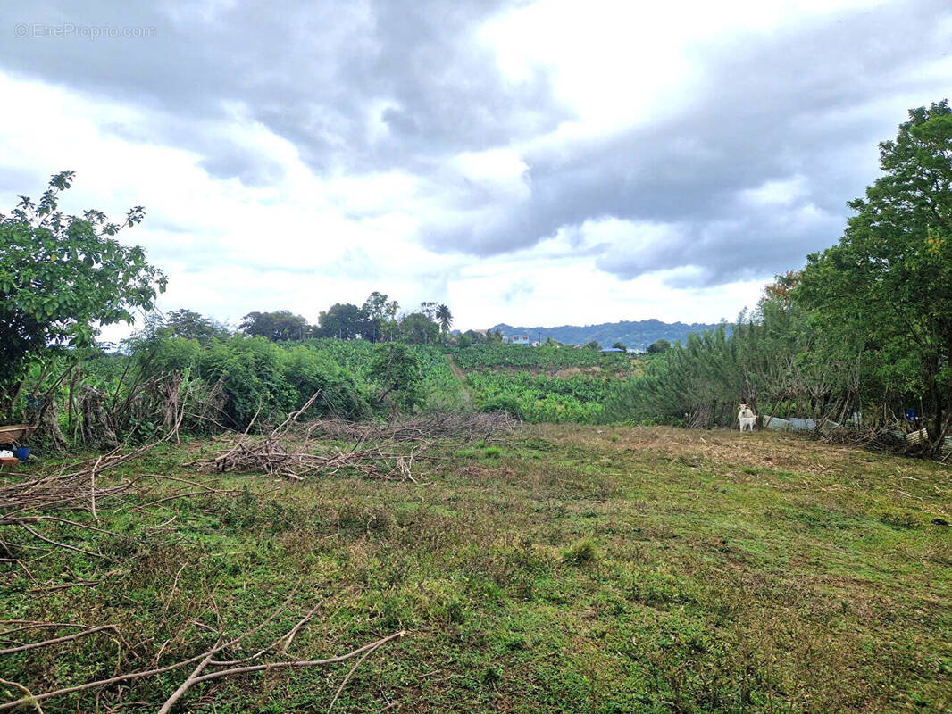 Terrain à LE LAMENTIN