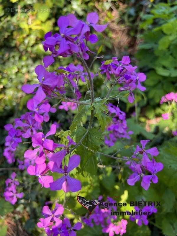 Maison à VILLIERS-ADAM