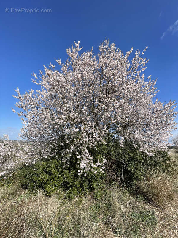 Terrain à BEZIERS