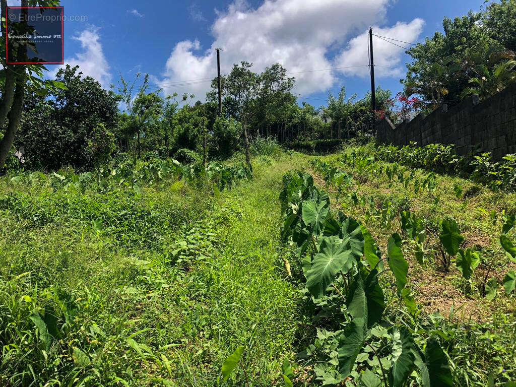 Terrain à BASSE-POINTE