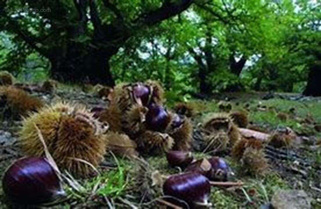Terrain à SAINT-MARTIN-DE-LANSUSCLE