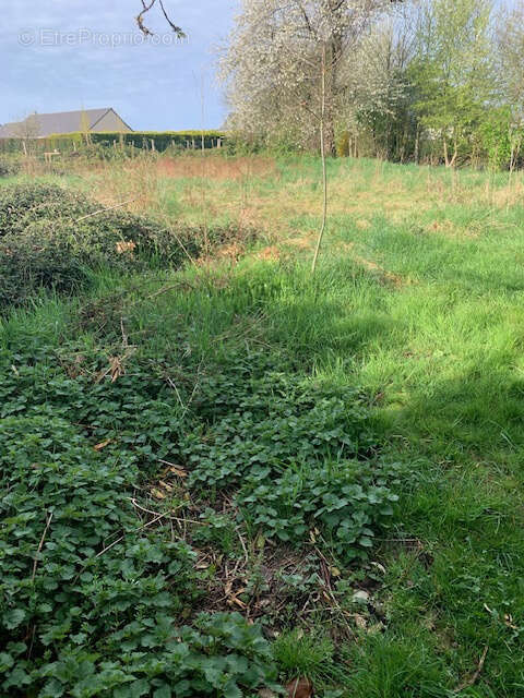 Terrain à AMBRIERES-LES-VALLEES