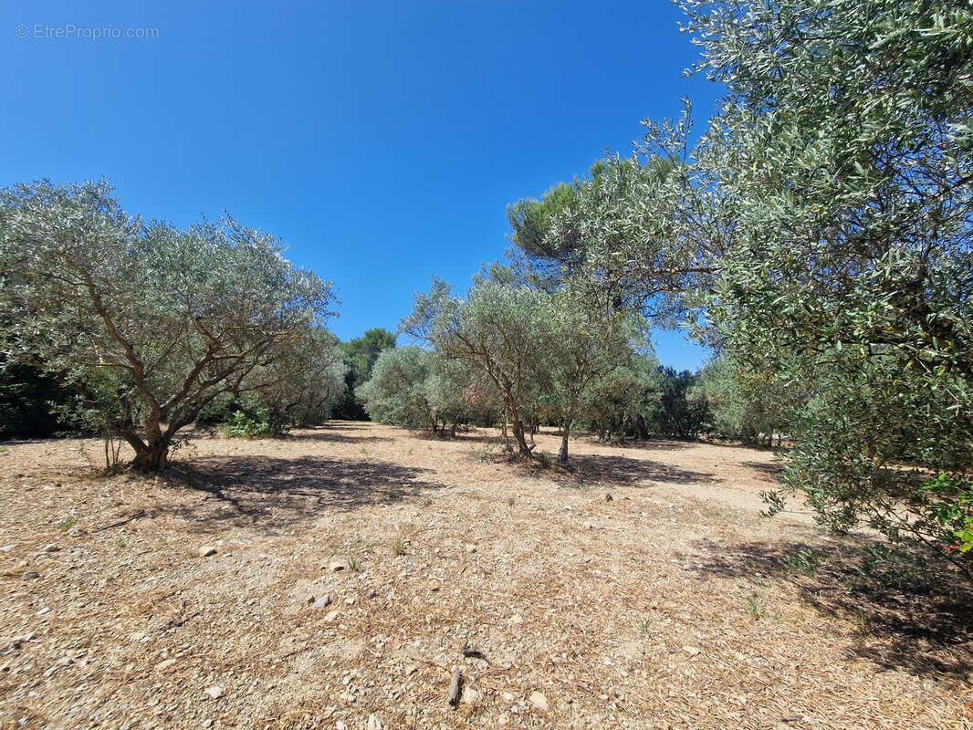 Terrain à CAVAILLON