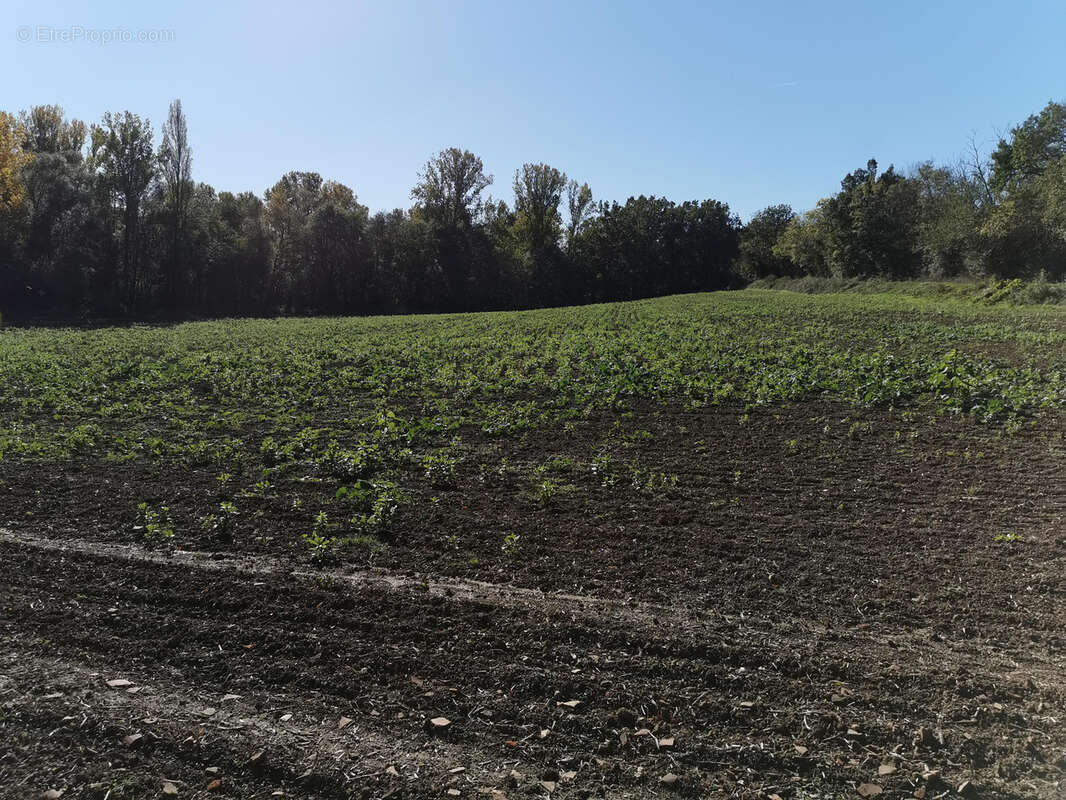 Terrain à L&#039;ISLE-JOURDAIN