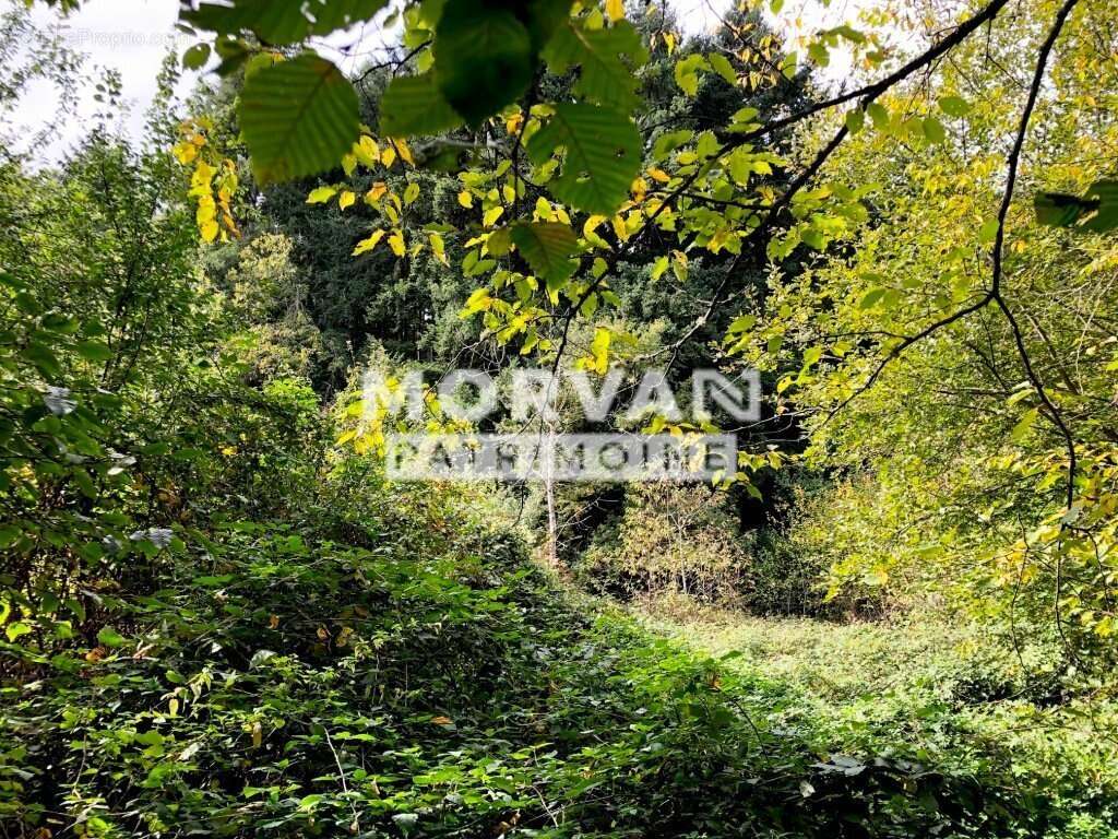 Terrain à SAINT-SAULGE