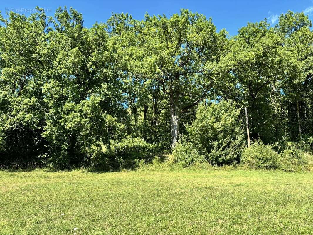 Terrain à MONTLAUZUN