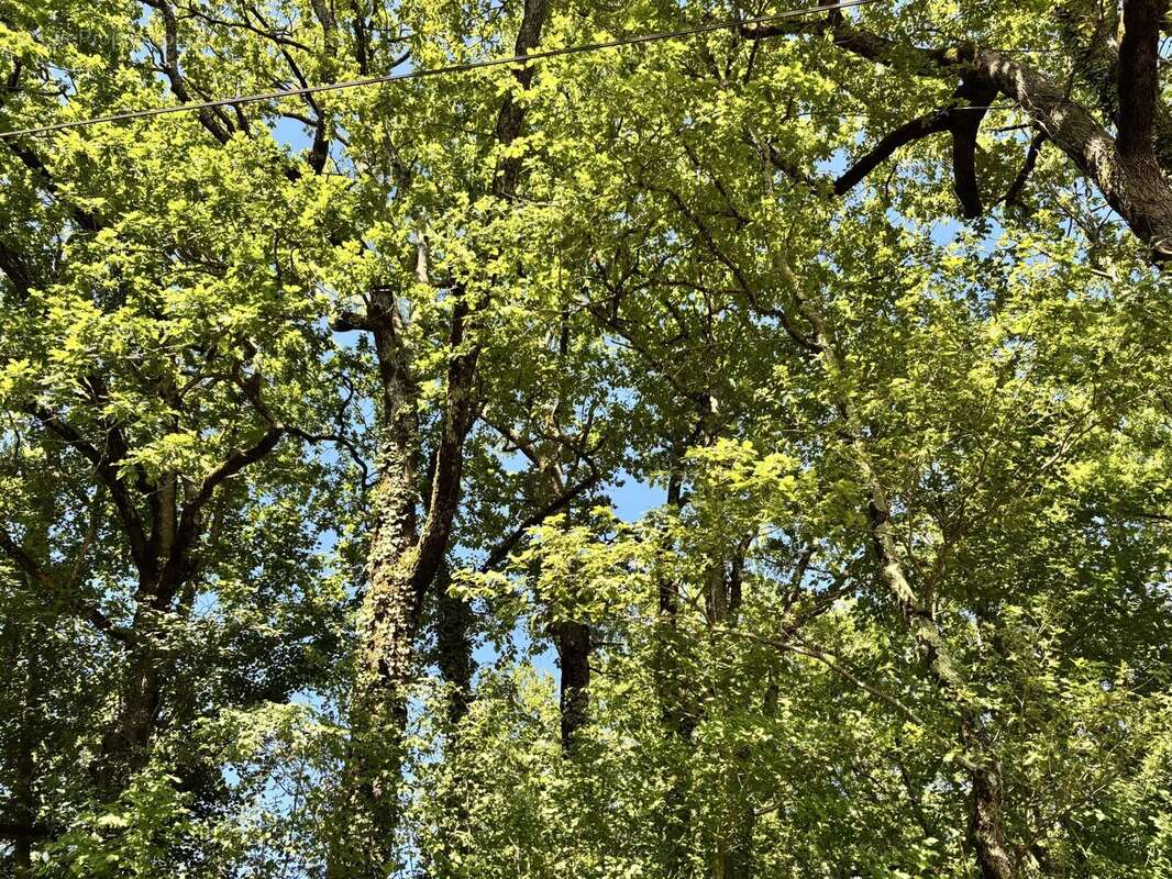 Terrain à MONTLAUZUN