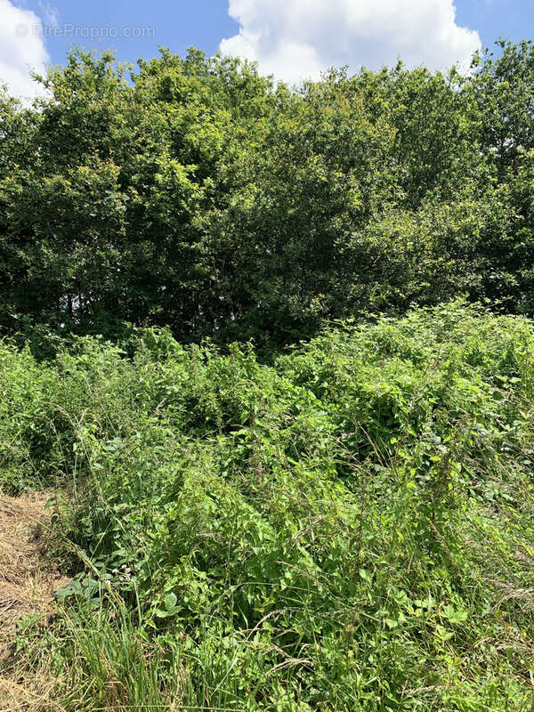 Terrain à CHANTRIGNE