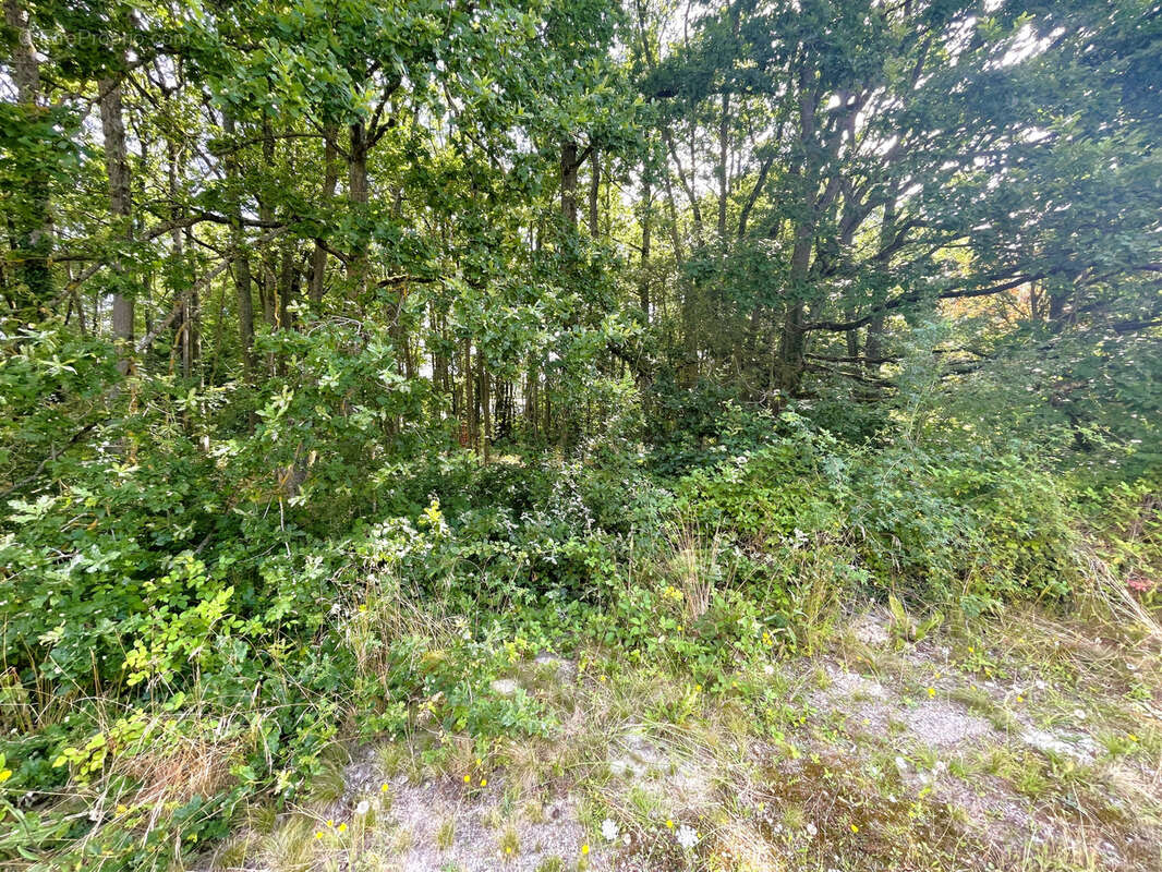 Terrain à NOGENT-LE-PHAYE