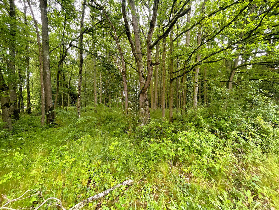 Terrain à NOGENT-LE-PHAYE