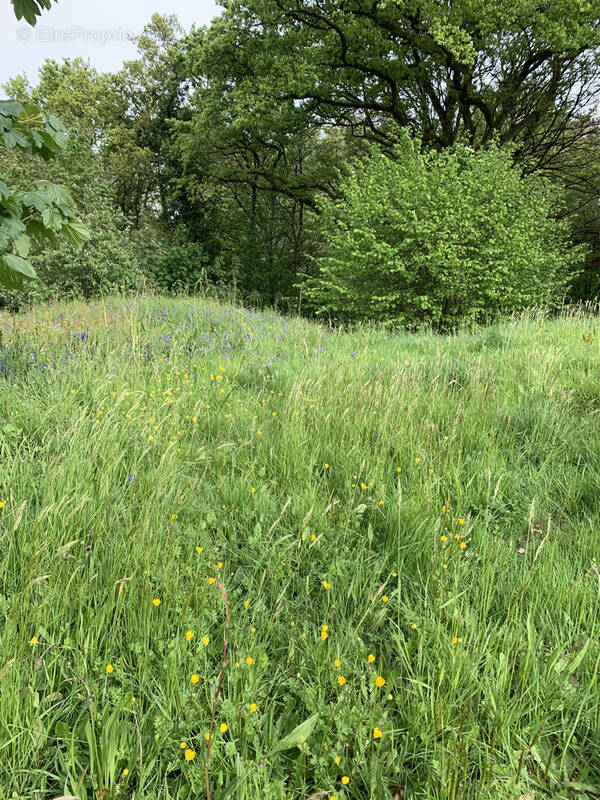 Terrain à AMBRIERES-LES-VALLEES