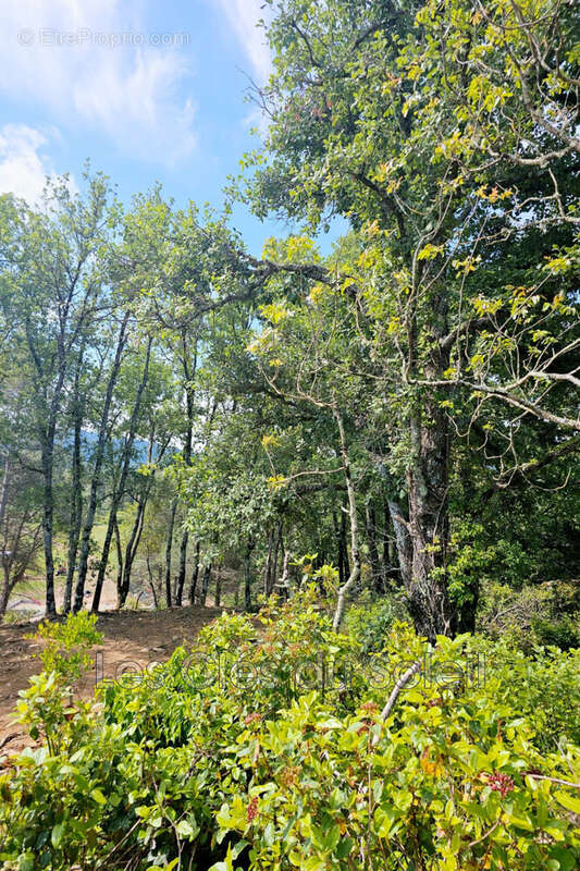 Terrain à CAMPS-LA-SOURCE