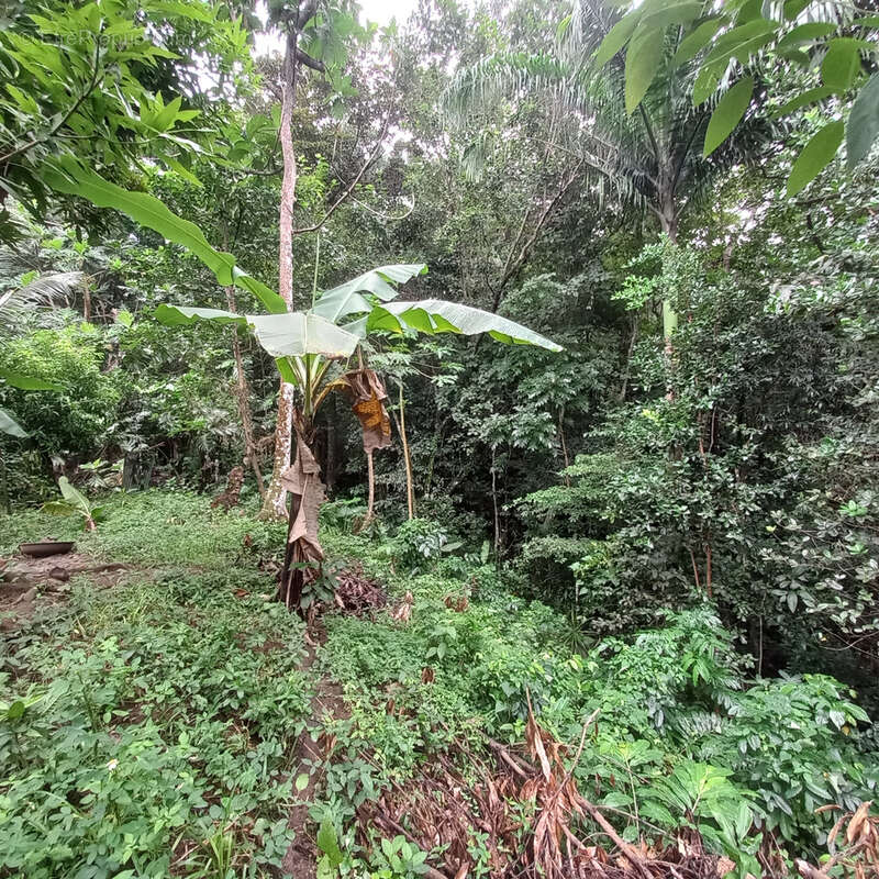 Terrain à BOUILLANTE