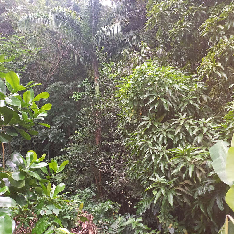 Terrain à BOUILLANTE