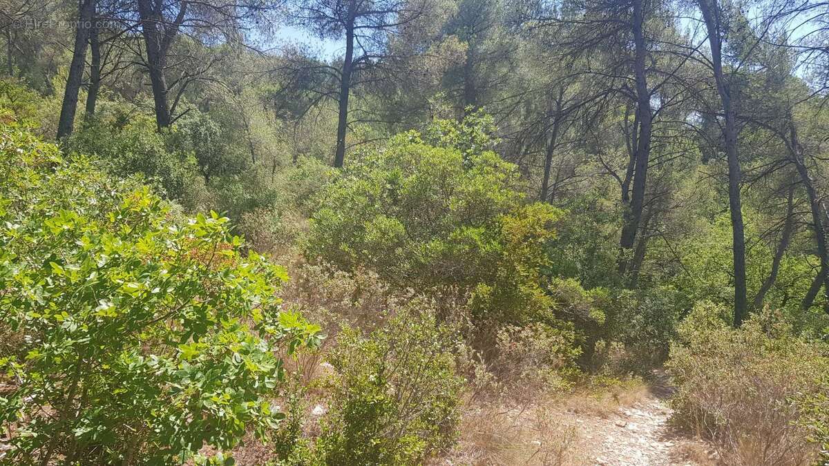 Terrain à LA ROQUE-D&#039;ANTHERON