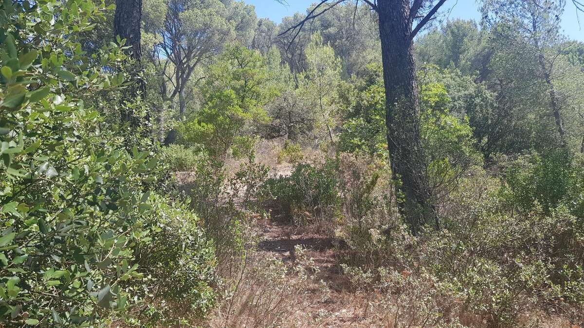 Terrain à LA ROQUE-D&#039;ANTHERON