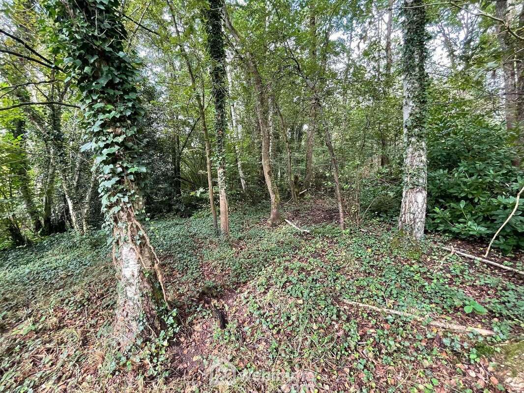Vous serez séduits par la diversité de la végétation et des arbres - Terrain à CHAILLEVOIS