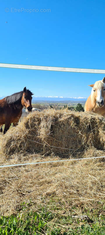 Commerce à CINTEGABELLE
