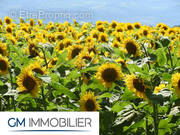 Terrain à BENESSE-MAREMNE