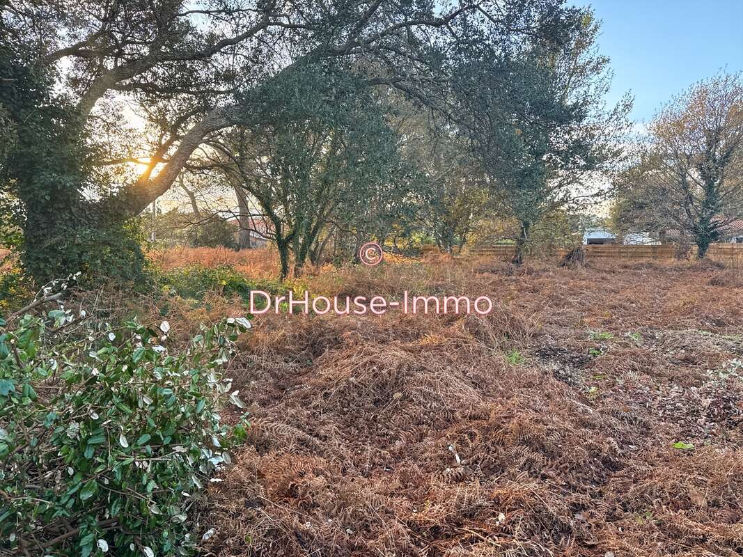 Terrain à MESSANGES