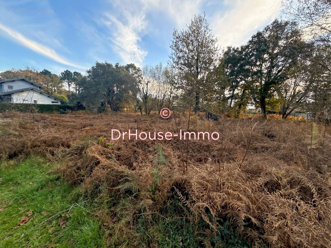 Terrain à MESSANGES