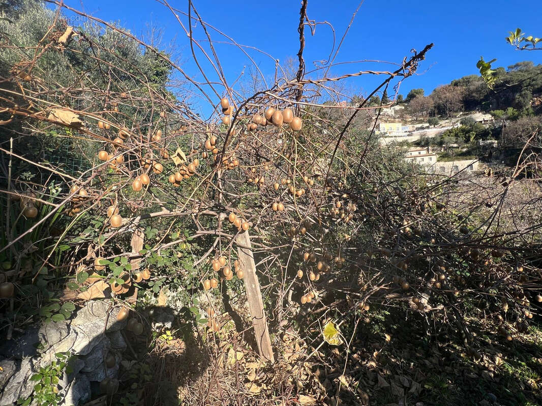 Terrain à LA TURBIE