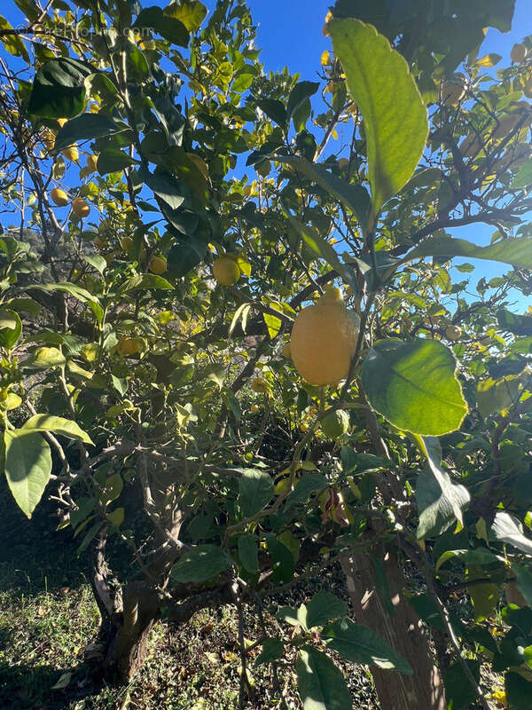 Terrain à LA TURBIE