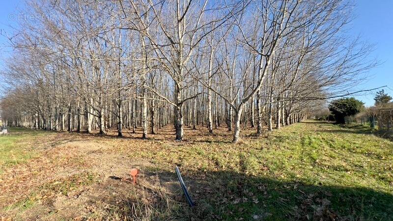 Terrain à MONTAUBAN