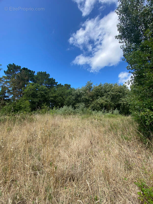 Terrain à SAINT-HILAIRE-DE-RIEZ