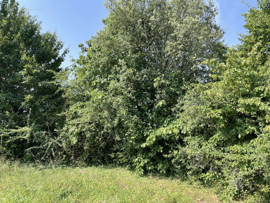 Terrain à LA ROMIEU