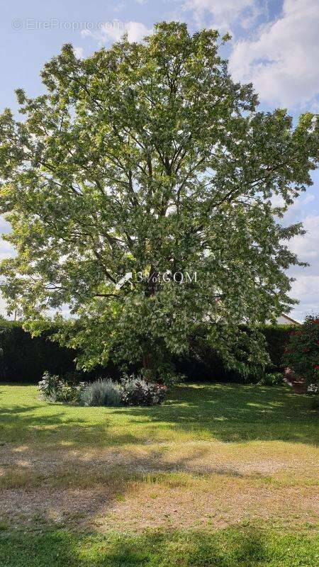 Maison à SAINT-GEORGES-LES-BAILLARGEAUX