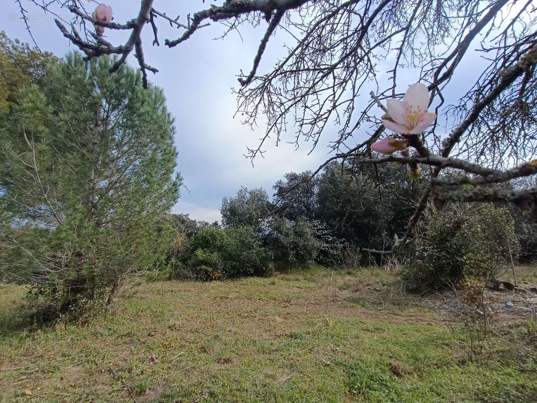 Terrain à SAINT-ANDRE-DE-SANGONIS