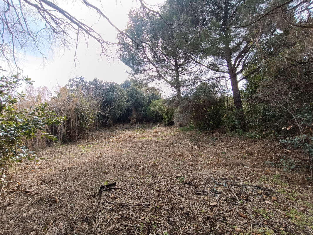 Terrain à SAINT-ANDRE-DE-SANGONIS