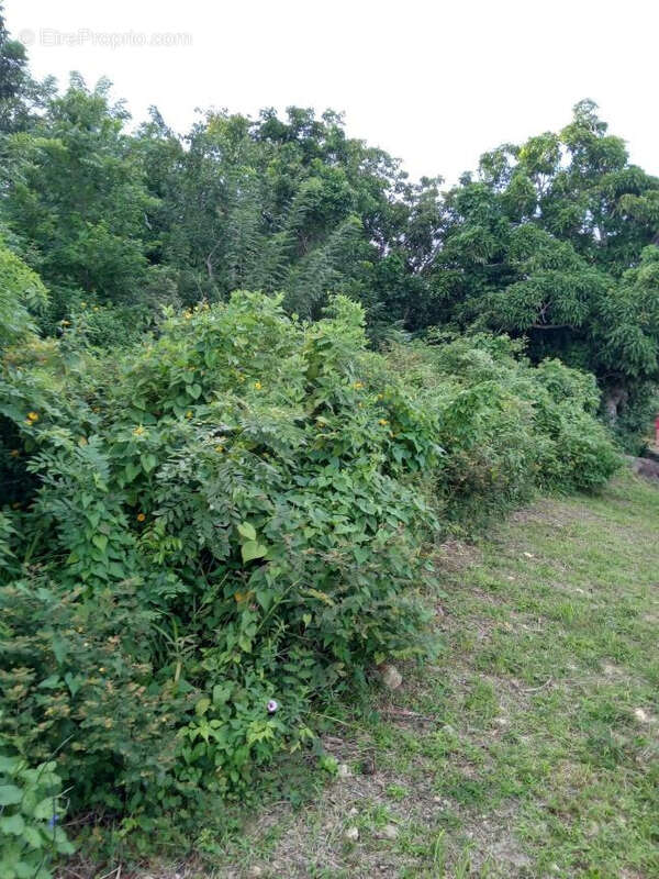 Terrain à LE DIAMANT