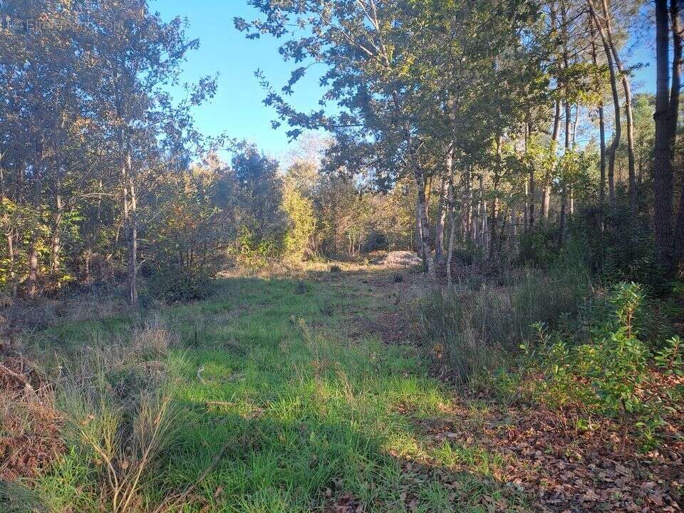 Terrain à SAINT-SAUVEUR