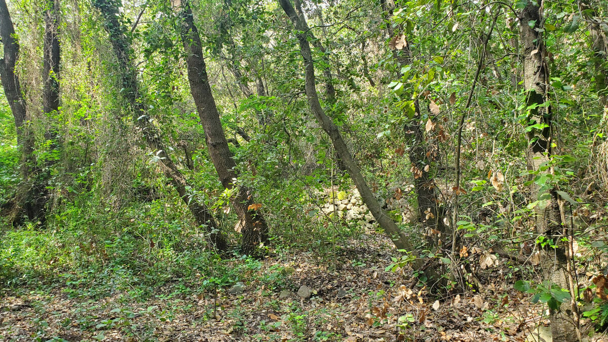 Terrain à ROQUEFORT-LES-PINS