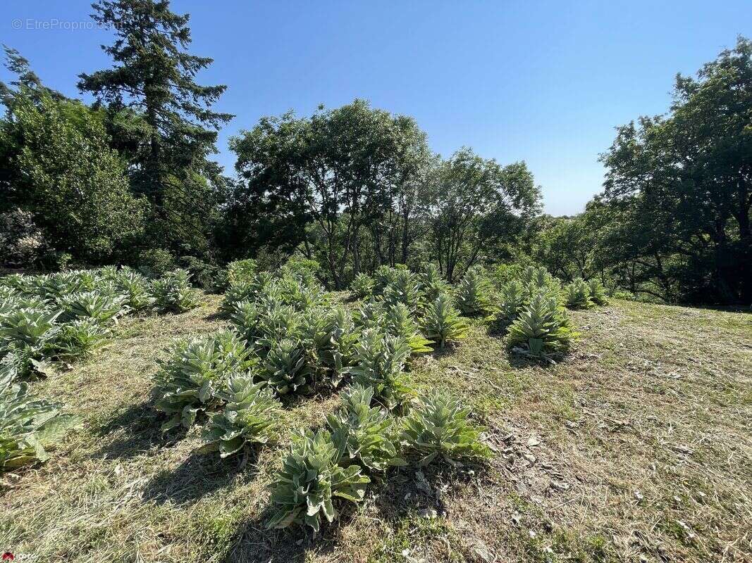Terrain à CHATEAU-GUIBERT