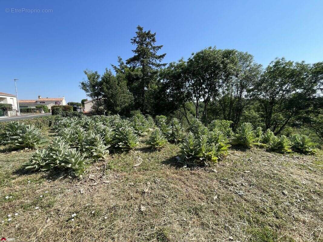 Terrain à CHATEAU-GUIBERT