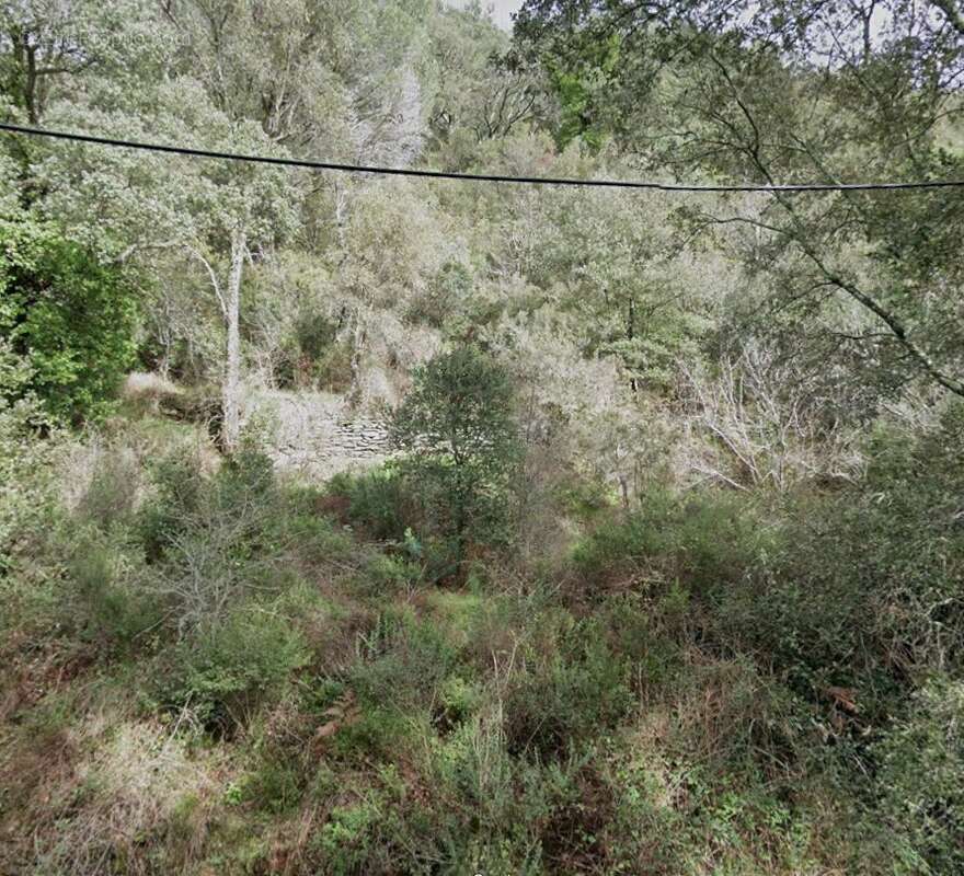 Terrain à COLLOBRIERES