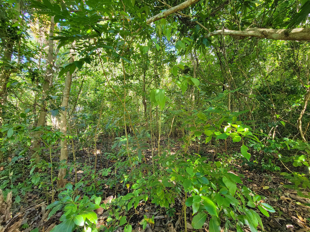 Terrain à LES ANSES-D&#039;ARLET