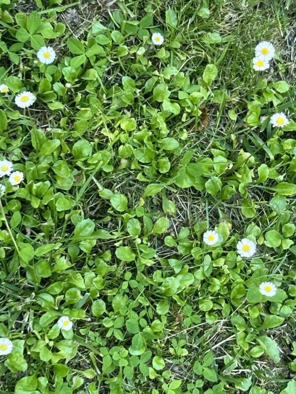 Terrain à LA CHAPELLE-BASSE-MER