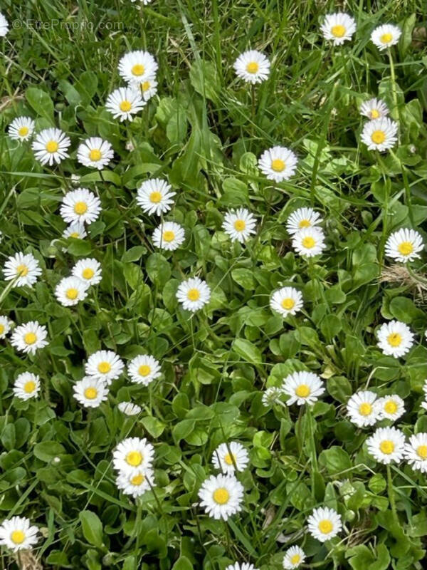 Terrain à LA CHAPELLE-BASSE-MER