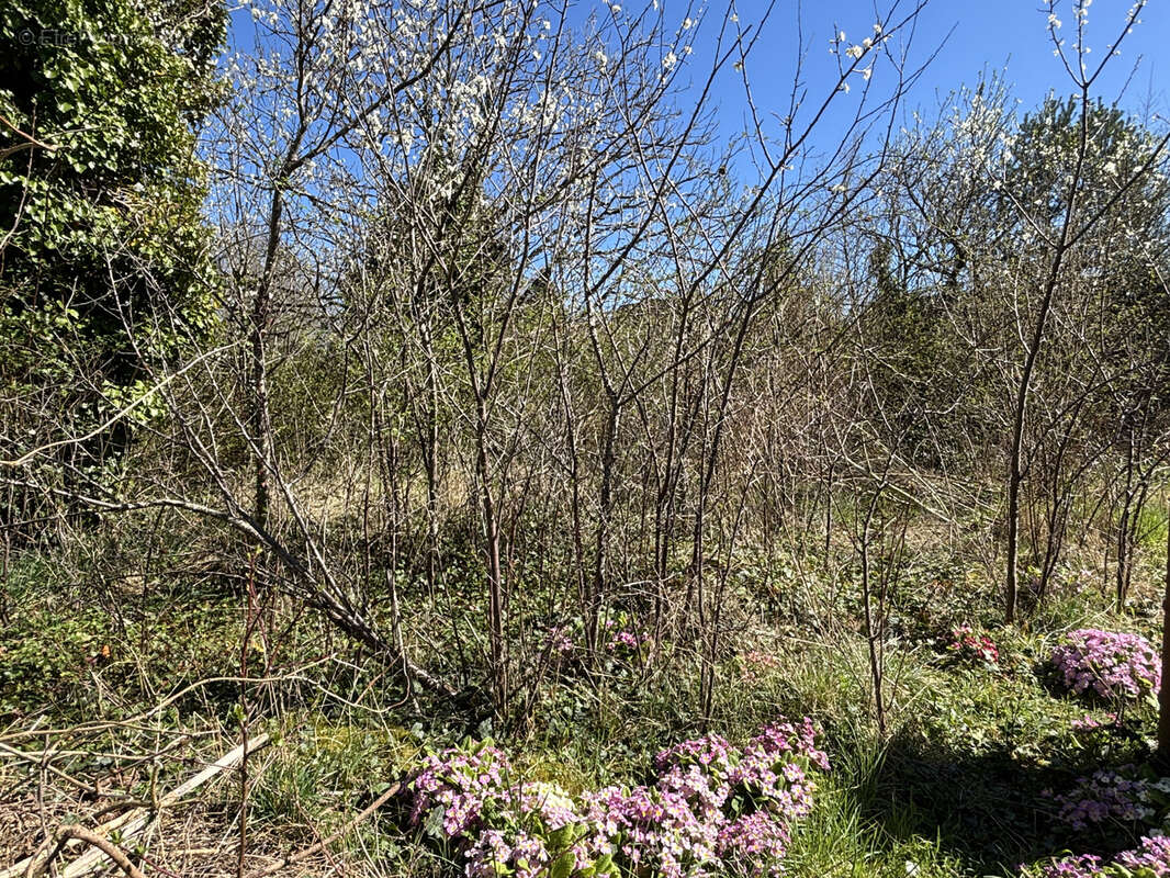 Terrain à LA FERTE-SAINT-AUBIN
