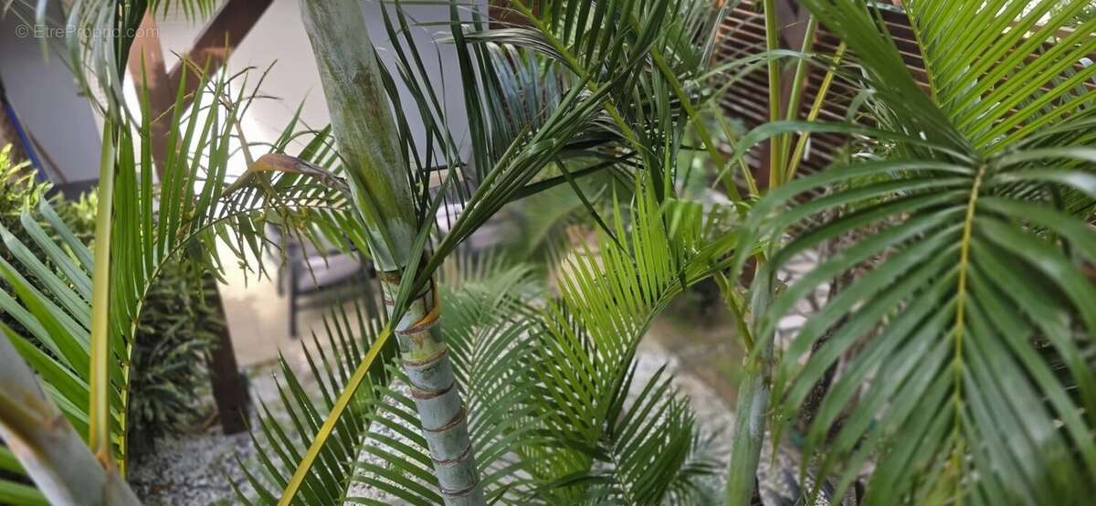 Appartement à LE DIAMANT