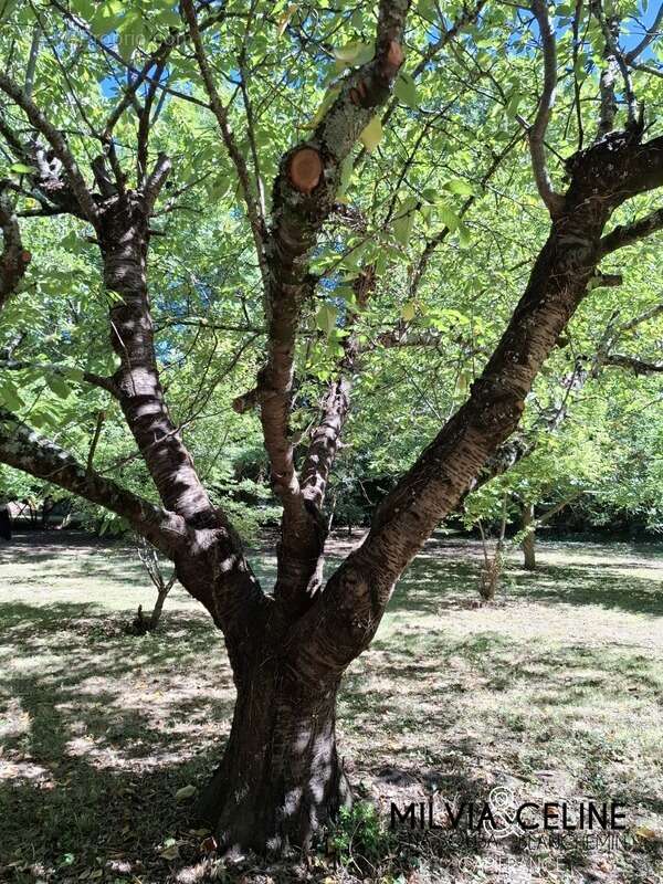 Maison à CARCASSONNE