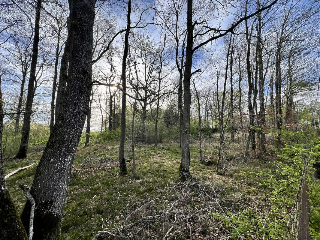 Terrain à LE FIDELAIRE